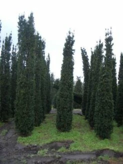 Zuiltaxus (Taxus Baccata 'Fastigiata Robusta')