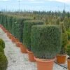 Taxus Als Kubus (Taxus Baccata) -DIRECTPLANT Winkel 20101230131047 2 1