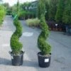 Taxus Als Spiraal (Taxus Baccata) -DIRECTPLANT Winkel 20101230131437 4