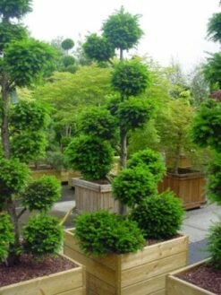 Taxus Als Bonsai (Taxus Baccata) -DIRECTPLANT Winkel 20101230131810 1
