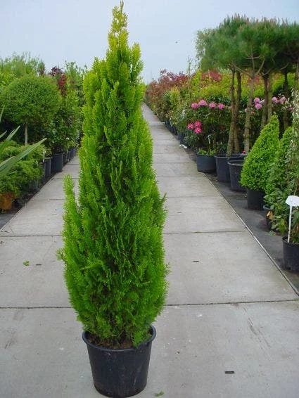 Levensboom (Thuja Orientalis 'Pyramidalis Aurea') 4 Levensboom (Thuja Orientalis 'Pyramidalis Aurea') - Afbeelding 2