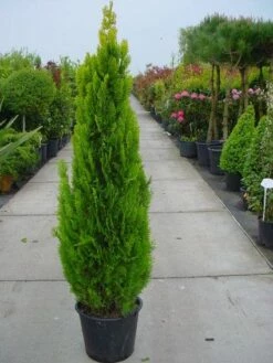 Levensboom (Thuja Orientalis 'Pyramidalis Aurea') -DIRECTPLANT Winkel 20101230135131 8