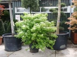 Sneeuwbal (Viburnum Plicatum 'Mariesii') -DIRECTPLANT Winkel 20101231142710 10