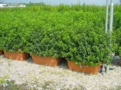 Sneeuwbal Meeneemhaag (Viburnum Tinus 'Eve Price') -DIRECTPLANT Winkel 20110102182458 1