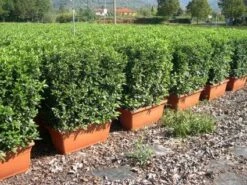 Sneeuwbal Meeneemhaag (Viburnum Tinus 'Eve Price')