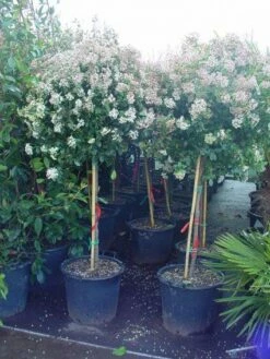 Sneeuwbal Op Stam (Viburnum Tinus 'Eve Price') -DIRECTPLANT Winkel 20110102183216 4 1