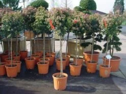 Sneeuwbal Op Stam (Viburnum Tinus 'Eve Price') -DIRECTPLANT Winkel 20110102183229 4 1