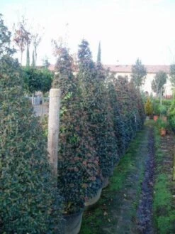 Sneeuwbal, Piramide (Viburnum Tinus 'Eve Price ')