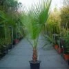 Washingtonia (Washingtonia Robusta) -DIRECTPLANT Winkel 20110102190228 6