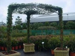 Klimop Als Prieel (Hedera Hibernica) 5 Klimop Als Prieel (Hedera Hibernica) -DIRECTPLANT Winkel 20110201130203 1