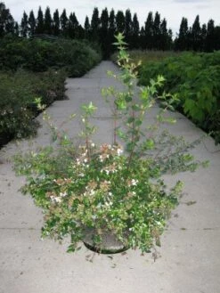 Abelia (Abelia Grandiflora) -DIRECTPLANT Winkel 20110214170632 9 1