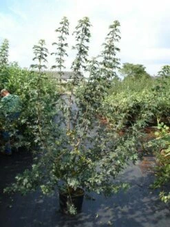 Veldesdoorn Als Haag (Acer Campestre) -DIRECTPLANT Winkel 20110214170842 9