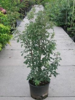 Papieresdoorn (Acer Griseum) -DIRECTPLANT Winkel 20110214171303 5