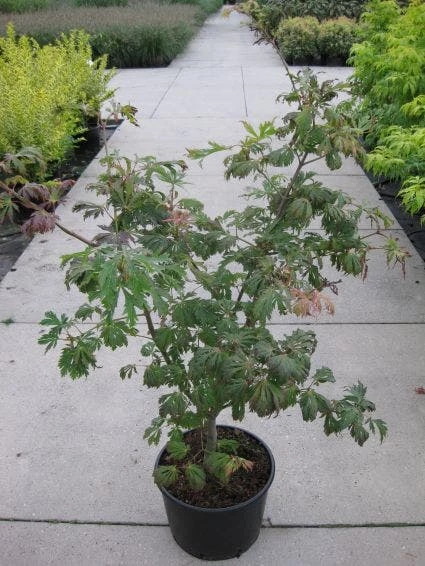 Japanse Esdoorn (Acer Japonicum 'Aconitifolium') 7 Japanse Esdoorn (Acer Japonicum 'Aconitifolium') - Afbeelding 5