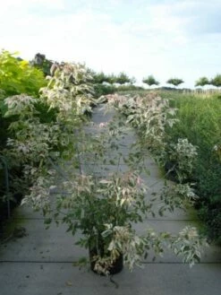 Vederesdoorn (Acer Negundo 'Flamingo')