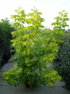 Vederesdoorn (Acer Negundo 'Kelly's Gold')