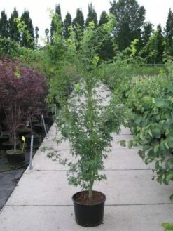 Japanse Esdoorn (Acer Palmatum 'Aoyagi') -DIRECTPLANT Winkel 20110215150938 4