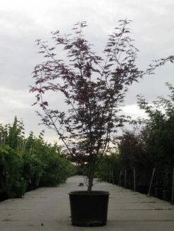 Japanse Esdoorn (Acer Palmatum 'Fireglow') -DIRECTPLANT Winkel 20110215151240 11