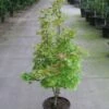 Japanse Esdoorn (Acer Shirasawanum 'Aureum') -DIRECTPLANT Winkel 20110215152843 8 1
