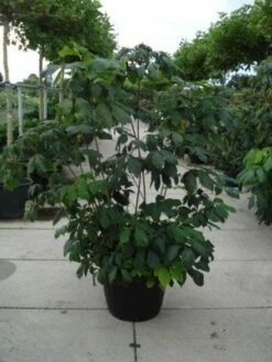 Herfstpaardenkastanje (Aesculus Parviflora) -DIRECTPLANT Winkel 20110215154403 8