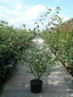 Krentenboom Als Struik (Amelanchier Lamarckii) 15 Krentenboom Als Struik (Amelanchier Lamarckii) -DIRECTPLANT Winkel 20110215155125 13