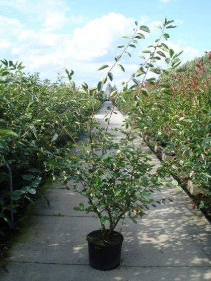 Krentenboom Als Struik (Amelanchier Lamarckii) 7 Krentenboom Als Struik (Amelanchier Lamarckii) - Afbeelding 5