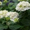 Hortensia (Hydrangea 'Endless Summer The Bride') -DIRECTPLANT Winkel 20110622190216 2 2