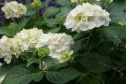 Hortensia (Hydrangea 'Endless Summer The Bride')
