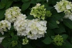 Hortensia (Hydrangea 'Endless Summer The Bride') -DIRECTPLANT Winkel 20110622190237 2 1
