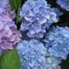 Hortensia (Hydrangea 'Endless Summer' Blauw) -DIRECTPLANT Winkel 20110702112219 2 1