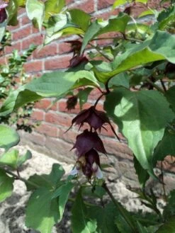 Fazantenbes (Leycesteria Formosa 'Purple Rain') -DIRECTPLANT Winkel 20110709132428 2