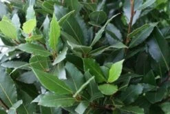 Echte Laurier Op Stam (Laurus Nobilis) -DIRECTPLANT Winkel 20110822170724 4