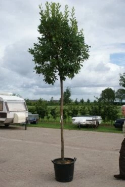 Aardbeiboom (Arbutus Unedo) -DIRECTPLANT Winkel 20110822171531 4