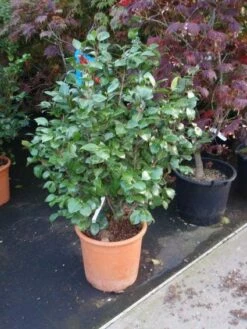 Camelia (Camellia, Wit) -DIRECTPLANT Winkel 20110919164930 5 1