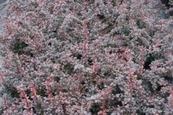 Nieuwe uitgaven -DIRECTPLANT Winkel 20111026150721 4