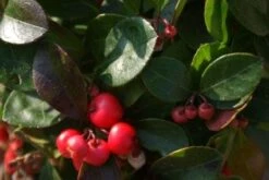 Bergthee / Patrijzenbes (Gaultheria Procumbens) -DIRECTPLANT Winkel 20111029153507 2