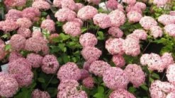 Hortensia (Hydrangea 'Pink Annabelle') -DIRECTPLANT Winkel 20111219093740 1