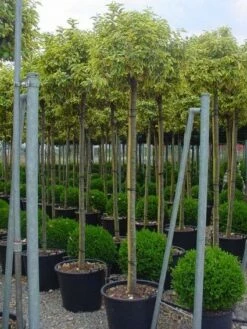 Bontbladige Olijfwilg Als Boom (Elaeagnus Ebbingei 'Gilt Edge')