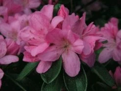 Japanse Azalea (Rhododendron 'Madame Van Hecke')