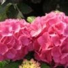 Hortensia (Hydrangea 'Preziosa') -DIRECTPLANT Winkel 20120110135207 2 1