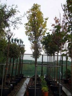 Judasboom (Cercis Siliquastrum) 14 Judasboom (Cercis Siliquastrum) -DIRECTPLANT Winkel 20120110164015 10