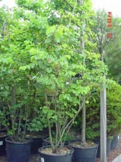 Judasboom Als Struik (Cercis Siliquastrum) 11 Judasboom Als Struik (Cercis Siliquastrum) -DIRECTPLANT Winkel 20120110165223 8