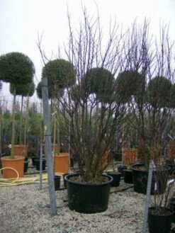 Judasboom Als Struik (Cercis Siliquastrum) -DIRECTPLANT Winkel 20120110165233 8 1