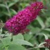 Vlinderstruik (Buddleja 'Miss Ruby') -DIRECTPLANT Winkel 20120123135252 1 2