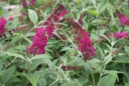 Vlinderstruik (Buddleja 'Miss Ruby') 4 Vlinderstruik (Buddleja 'Miss Ruby') - Afbeelding 2