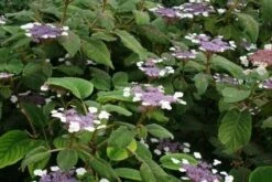 Fluweelhortensia (Hydrangea Aspera 'Sargentiana') -DIRECTPLANT Winkel 20120125142753 1 1