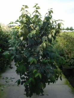 Japanse Sneeuwbal (Viburnum Plicatum 'Tomentosum') 7 Japanse Sneeuwbal (Viburnum Plicatum 'Tomentosum') -DIRECTPLANT Winkel 20120128164641 6 1