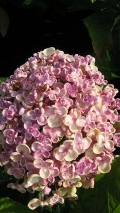 Seringhortensia (Hydrangea Macrophylla 'Ayesha') -DIRECTPLANT Winkel 20120202134624 2 1