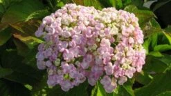 Seringhortensia (Hydrangea Macrophylla 'Ayesha') -DIRECTPLANT Winkel 20120202134706 2 3
