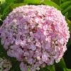 Seringhortensia (Hydrangea Macrophylla 'Ayesha') -DIRECTPLANT Winkel 20120202134725 2 1